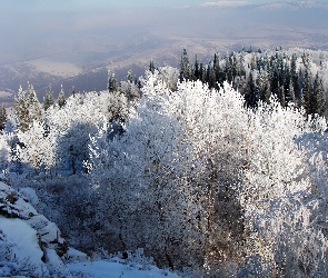 Góry, Drzewa, Ośnieżone, Lasy