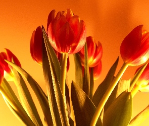 Tulipany