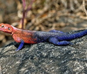 Kolorowa, Jaszczurka