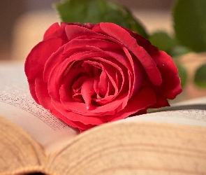 Książka, Róża, Czerwona