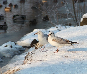 Mewa, Zima, Śmieszka