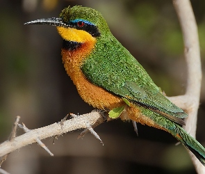 Żołna Mała, Gałązka