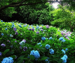 Hortensja, Drzewa, Różowa, Niebieska, Ogród