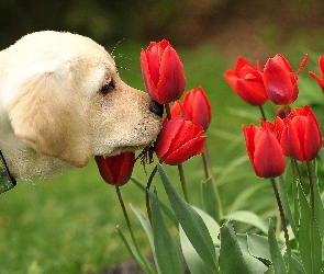 Czerwone, Tulipany, Pies