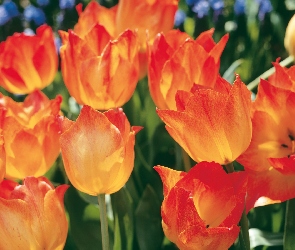 Tulipany