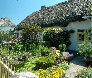 Irlandia, Kwiaty, Dom