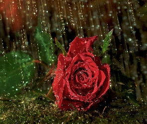 Deszczu, Krople, Czerwona, Róża