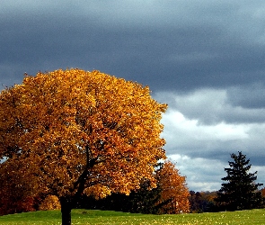 Drzewa, Jesień, Łąka