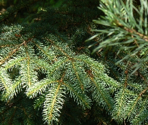 Las, Igły, Świerk