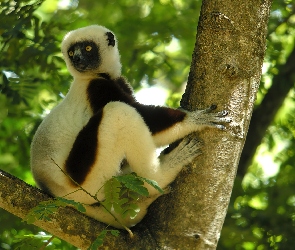 Lemur, Drzewo, Sifaka