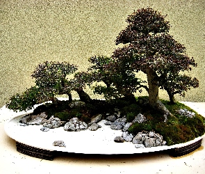 Drzewko, Bonsai