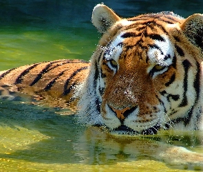 Tygrys, Kąpiel, Rzeka