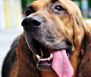 Głowa, Język, Bloodhound