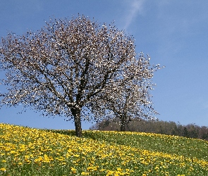Kwitnące, Drzewo, Łąka