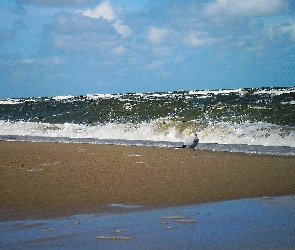 Morze, Fale, Mewa, Plaża, Lato
