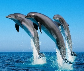 Ocean, Skok, Delfiny