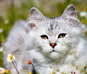 Łąka, Stokrotki, Kot Maine coon