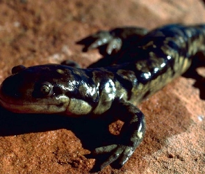 Salamandra, Piasek