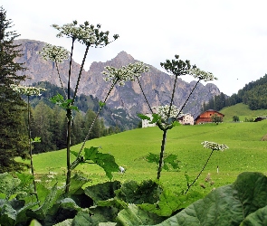 Roślina, Polana, Góry