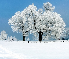 Niebo, Śnieg, Drzewa