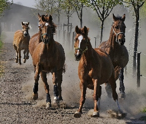 Galop, Drzewa, Konie