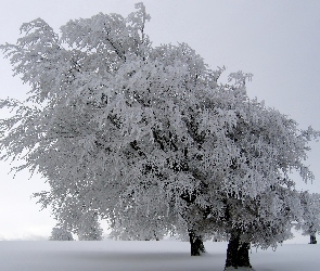 Ośnieżone, Śnieg, Drzewa