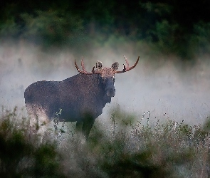 Poranna, Mgła, Łoś