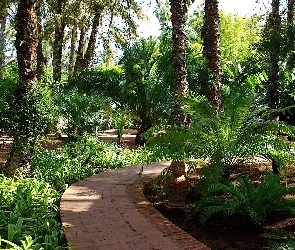 Egzotyczny, Maroko, Ogród, Marrakesz, Palmowy