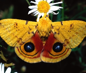 Motyl, Kwiat, Owad