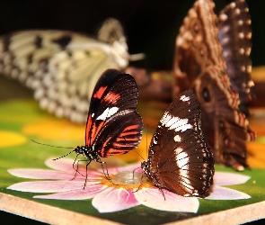 Motyle, Kolorowe