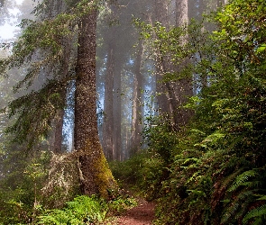 Las, Zieleń, Ścieżka