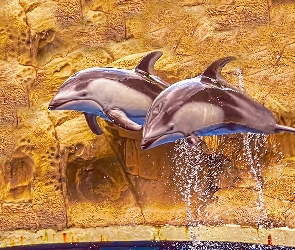 Dwa, Skały, Delfiny