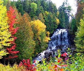 Wodospad, Jesień, Drzewa