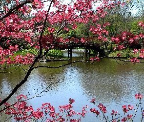 Wiosna, Drzewa, Rzeka, Park, Most, Kwitnące