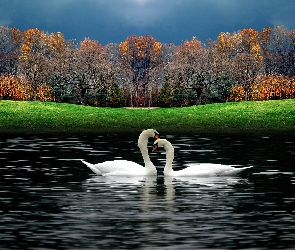 Park, Trawa, Łabędzie, Jezioro