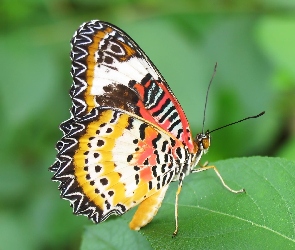 Liść, Motyl