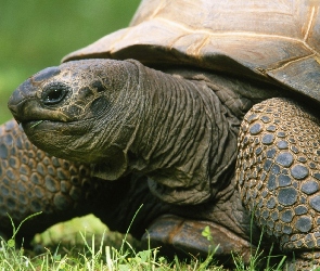 Skorupa, Trawa, Żółw