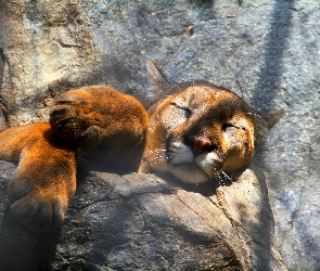 Śpiąca, Puma, Skała