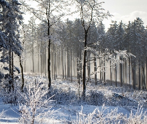 Śnieg, Zima, Las