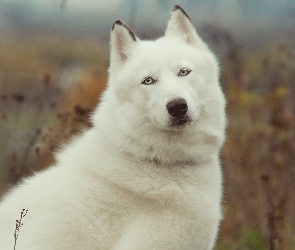Siberian, Husky, Biały