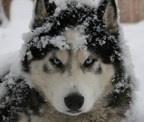 Pies, Śnieg, Husky