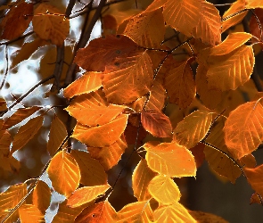 Jesienne, Fractalius, Liście