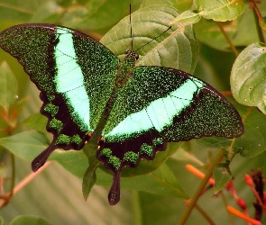 Zielony, Motyl