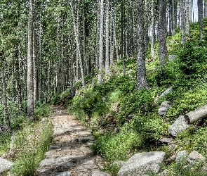 Las, Ścieżka, Kamienna