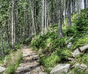 Kamienna, Ścieżka, Las
