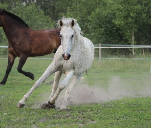 Klacz, Pastwisko, Galop, Siwa