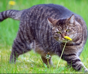Kot, Kwiatek, Łąka