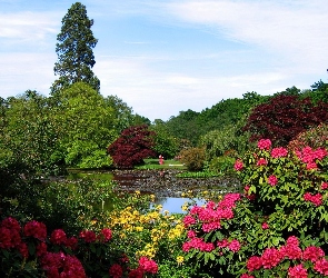 Ogród, Ozdobne, Krzewy, Rododendrony