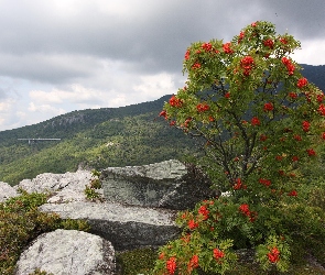 Jarzębina, Góry