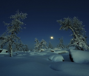Księżyc, Śnieg, Drzewa